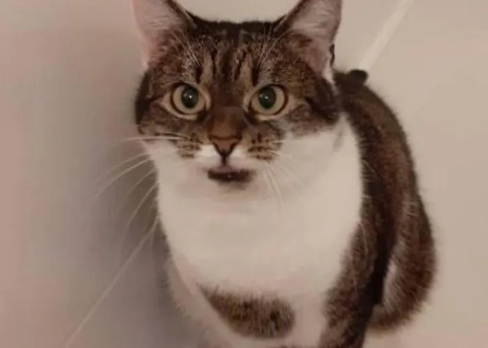 Casa Sol-rural Near Linz شقة *